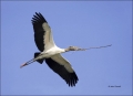 Wood-Stork;Stork;Florida;Flight;Mycteria-americana;Flying-bird;action;aloft;beha